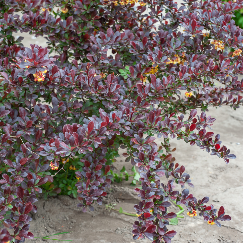 //www.everythinglandscaping.co.uk/cdn/shop/files/xCompactJapaneseBarberryHedge1_a379828e-b026-4a2d-b5fb-44023c3268ca.png?v=1770807089