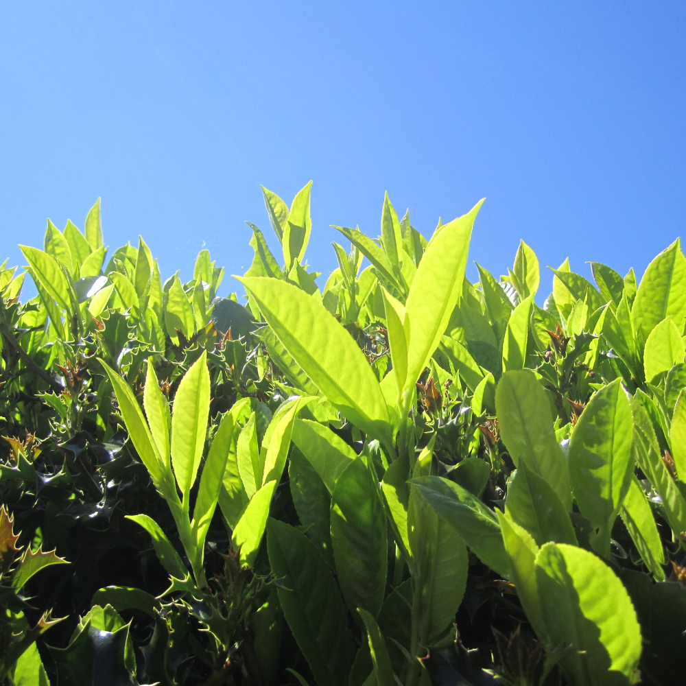 //www.everythinglandscaping.co.uk/cdn/shop/files/xCompactLaurelHedge1_7eb909a8-9cbd-4eb2-8dfd-f8d64d1cbf9b.png?v=1770806307