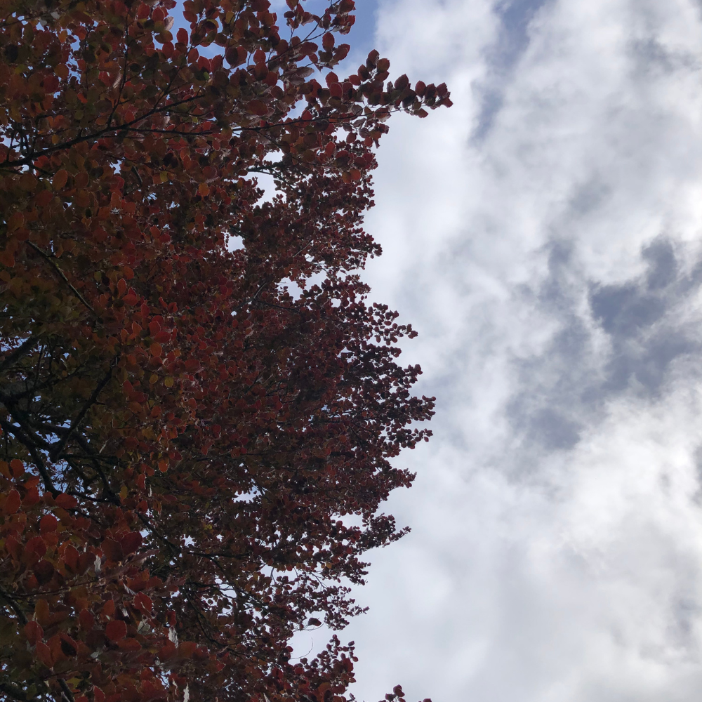 //www.everythinglandscaping.co.uk/cdn/shop/files/xCopperBeechPleachedTree1_408a9b65-cc87-488f-ac29-02e1f22e9f3a.png?v=1770804212