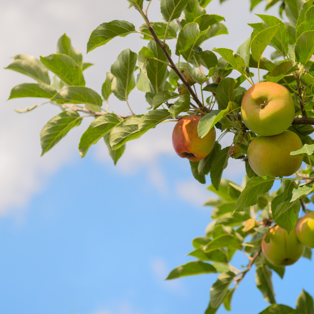 //www.everythinglandscaping.co.uk/cdn/shop/files/xCoxOrangePippenAppleTree1_a744cd7c-613d-49a7-b6c4-cb6de96280cf.png?v=1770805795
