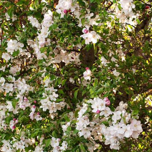 Crab Apple hedging Bare root 125/150cm