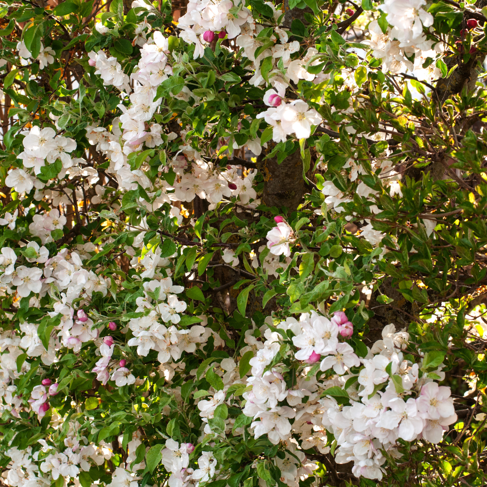 //www.everythinglandscaping.co.uk/cdn/shop/files/xCrabAppleHedge1_f306c294-eac5-404c-8e2d-0f432074d14b.png?v=1770806974