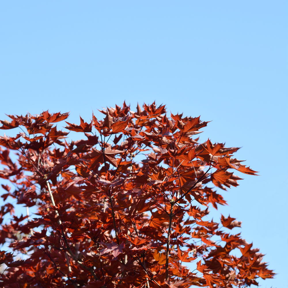 //www.everythinglandscaping.co.uk/cdn/shop/files/xCrimsonSentryNorwayMapleTree1_4e802cc5-dd1e-4dc1-bc41-9f22983c1c67.png?v=1770805555