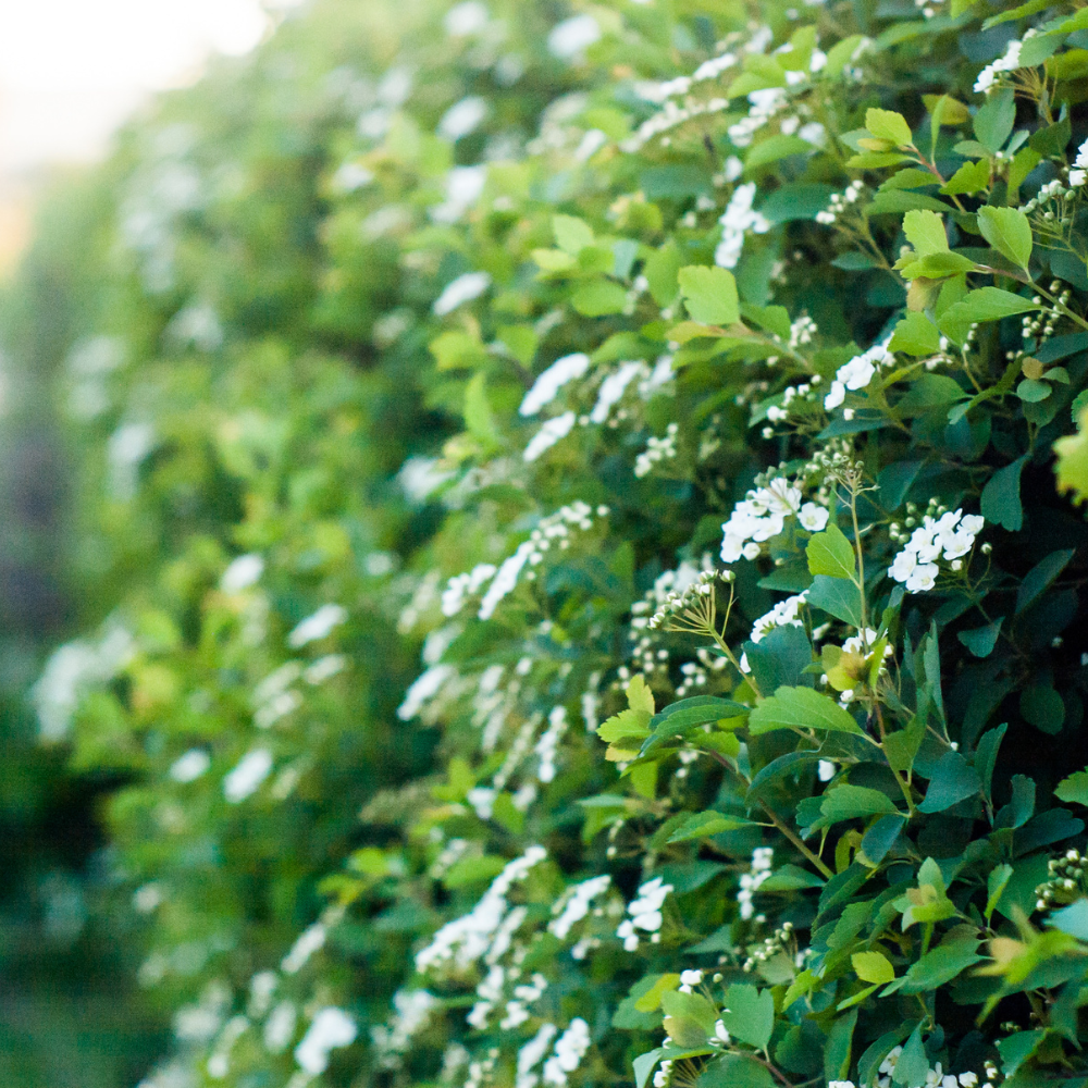 //www.everythinglandscaping.co.uk/cdn/shop/files/xDaisyBushHedge1_6ae4c96f-a2cb-4e90-924c-3dcbd0ae002c.png?v=1770806954