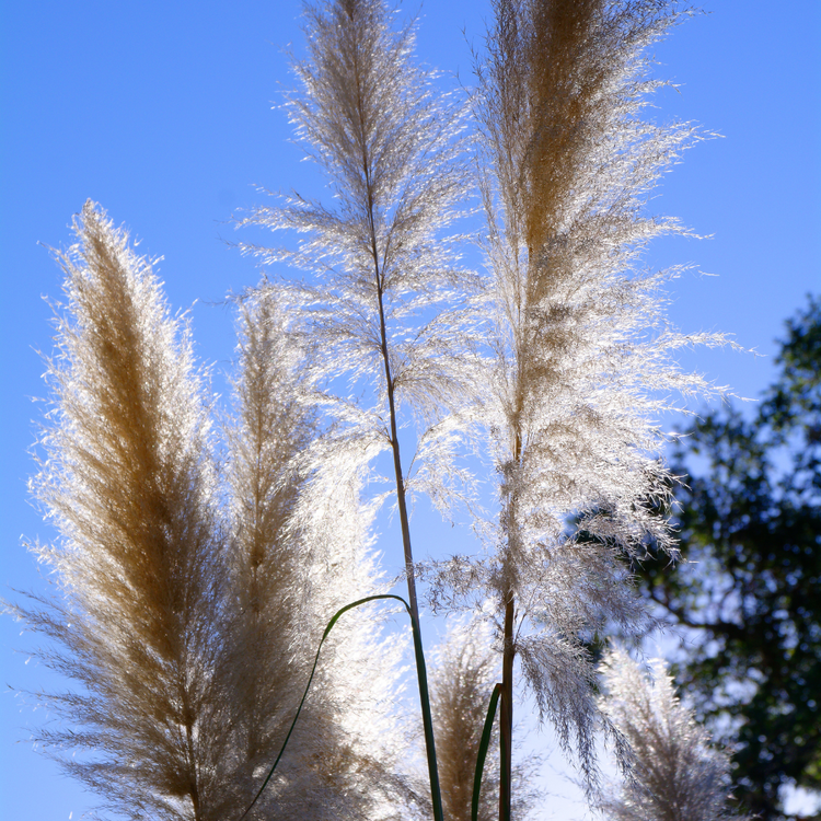 Dance With Me Maiden Ornamental Grasses Pot Grown 2L
