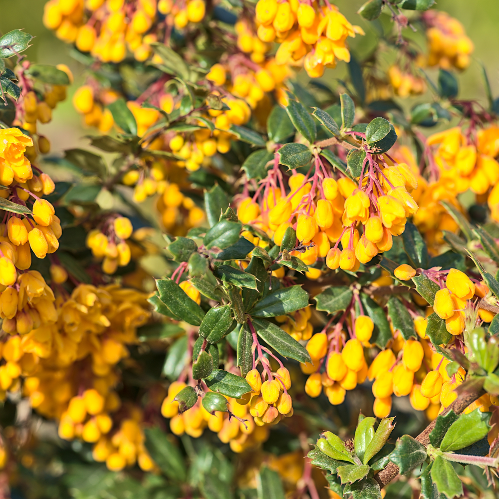 //www.everythinglandscaping.co.uk/cdn/shop/files/xDarwinsBarberryHedge1_429049a0-6d78-4b8f-9fd0-f3f18acffc11.png?v=1770807131