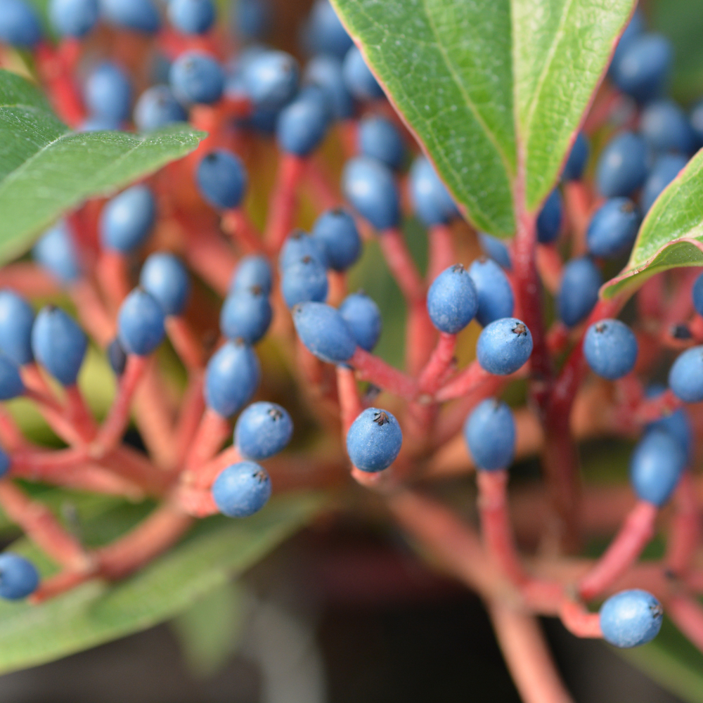 //www.everythinglandscaping.co.uk/cdn/shop/files/xDavidViburnumShrub1_58ca8fa7-2e23-4f1f-884a-8c0ded45c83d.png?v=1770805997