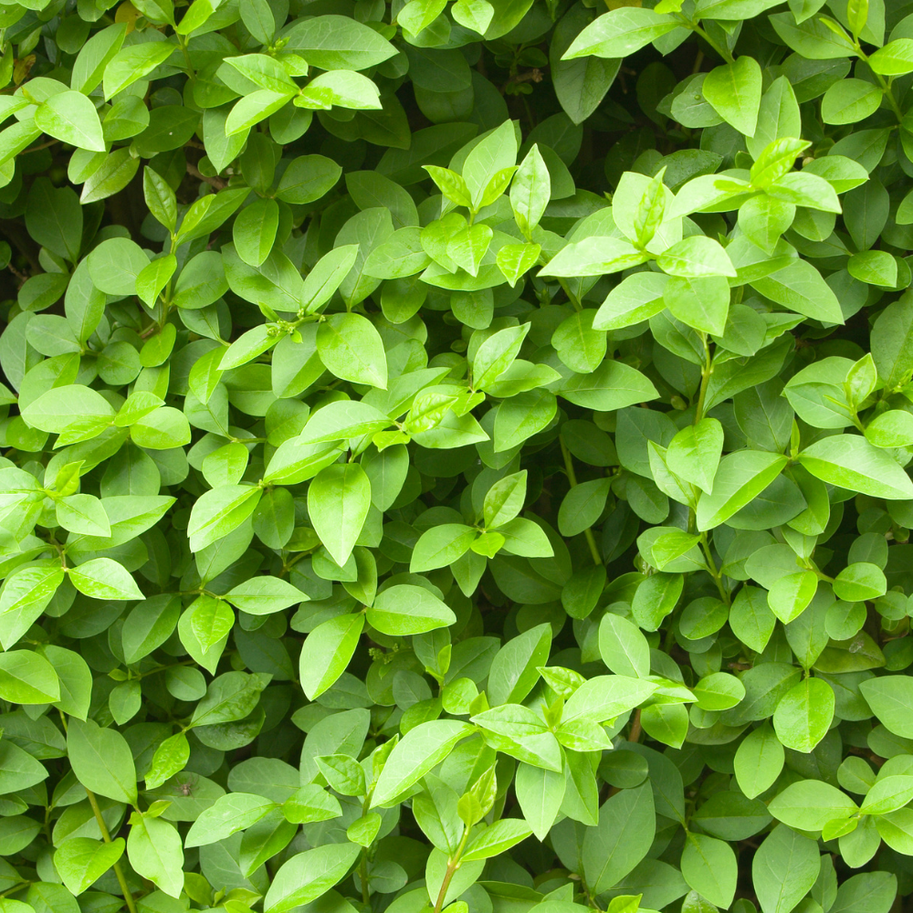 //www.everythinglandscaping.co.uk/cdn/shop/files/xDelavayPrivetPlants1_cd0b6c0a-9df6-4942-b7ed-336186dc635f.png?v=1770803892
