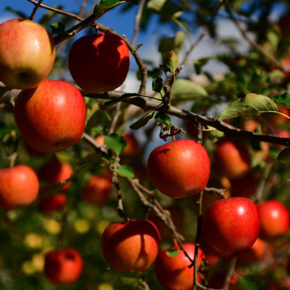 //www.everythinglandscaping.co.uk/cdn/shop/files/xDiscoveryAppleTree1_92f915b3-5b97-41b5-8cb8-77e3a80f8cb9.png?v=1770805781