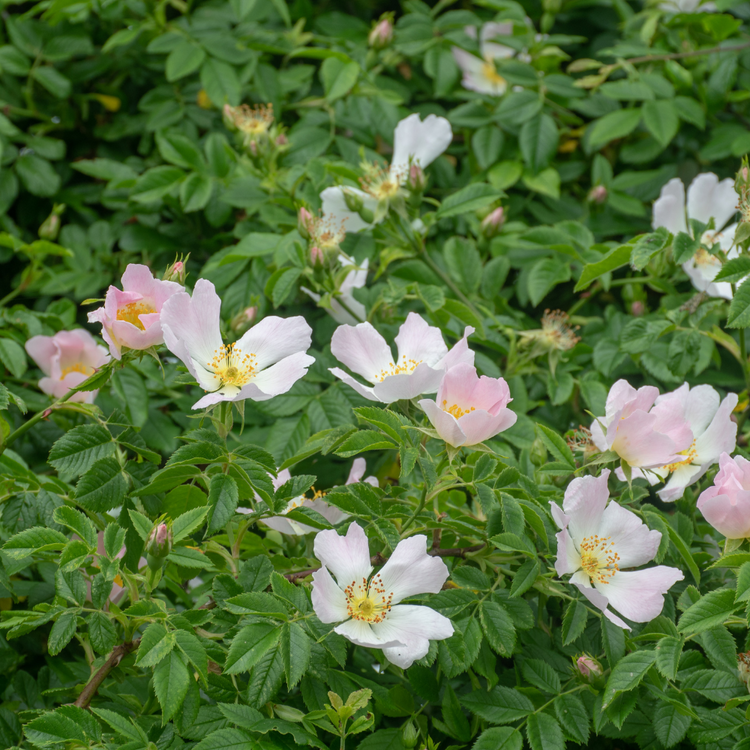 Dog Rose hedging Bare root 100/125cm (x50) Multi-deal