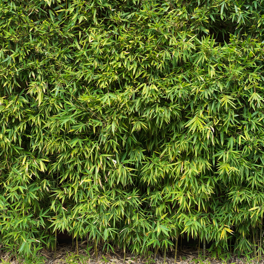 Dragon Head Bamboo Pot Grown 5L 60/80cm