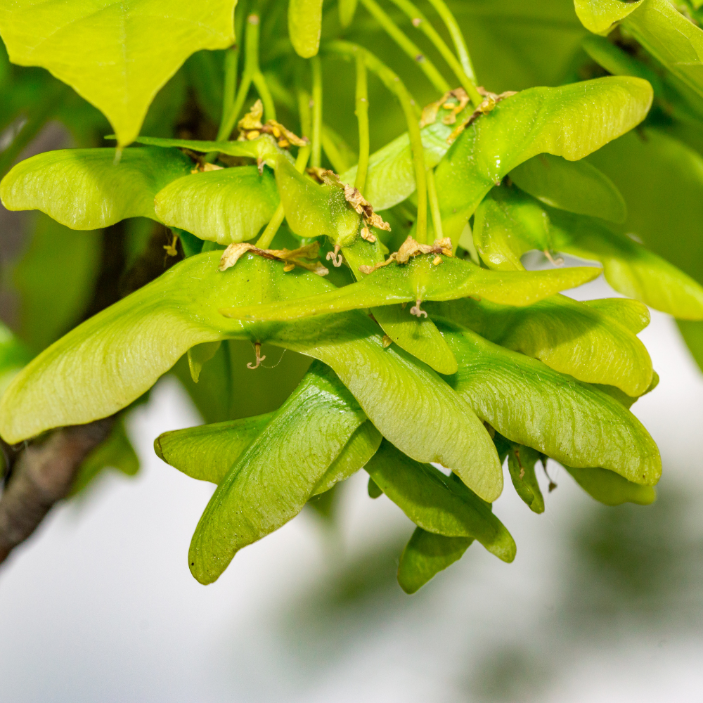 //www.everythinglandscaping.co.uk/cdn/shop/files/xDrummondNorwayMapleTree1_82ed6613-c1ca-4de5-b8ce-cc98fb4a0236.png?v=1770803752