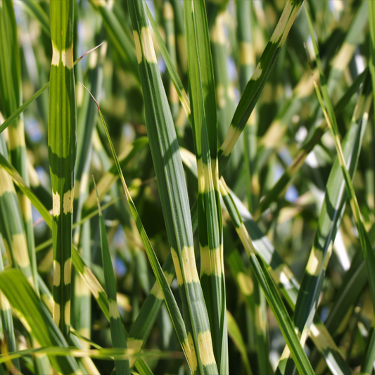 Dwarf Porcupine Ornamental Grasses Pot Grown 2L