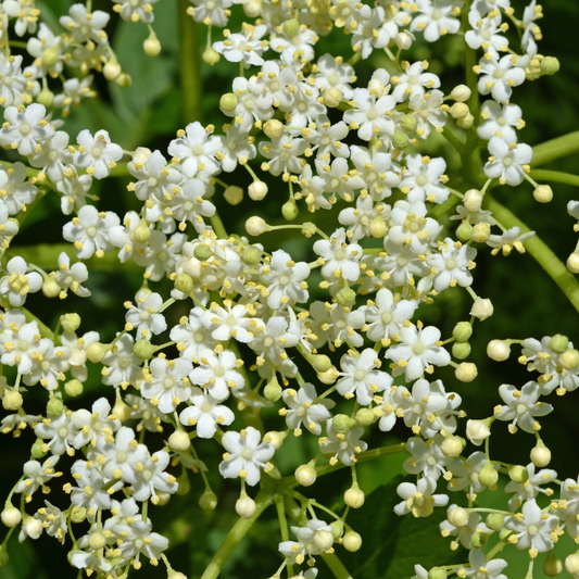 Elder Bare root 60/80cm (x500) Multi-deal