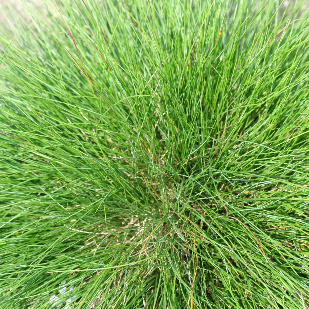 //www.everythinglandscaping.co.uk/cdn/shop/files/xElijahBlueFescueGrass1_1ac53bea-f144-45f6-82f6-507d457033fb.png?v=1770804957