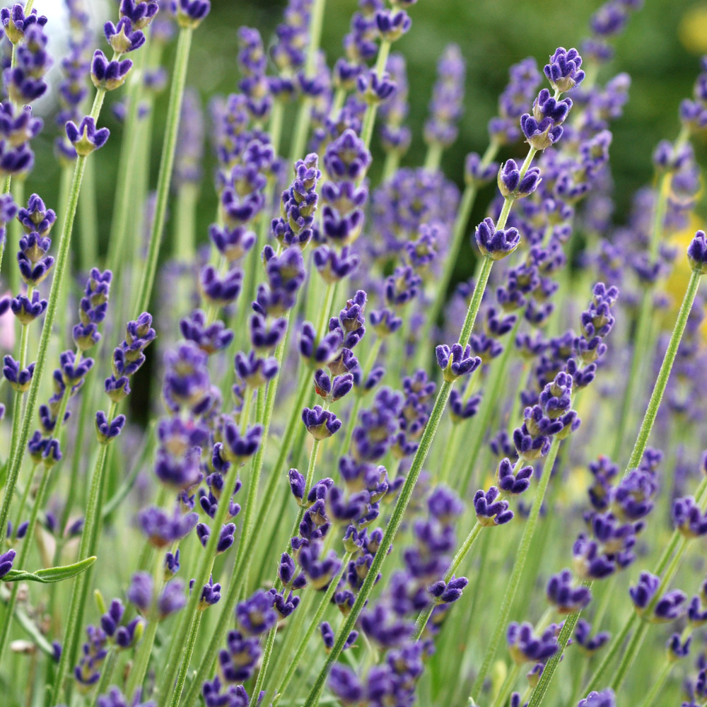 //www.everythinglandscaping.co.uk/cdn/shop/files/xEnglishLavenderHedge1_45df4253-b591-47cb-8bd5-819a3ee054be.png?v=1770803403