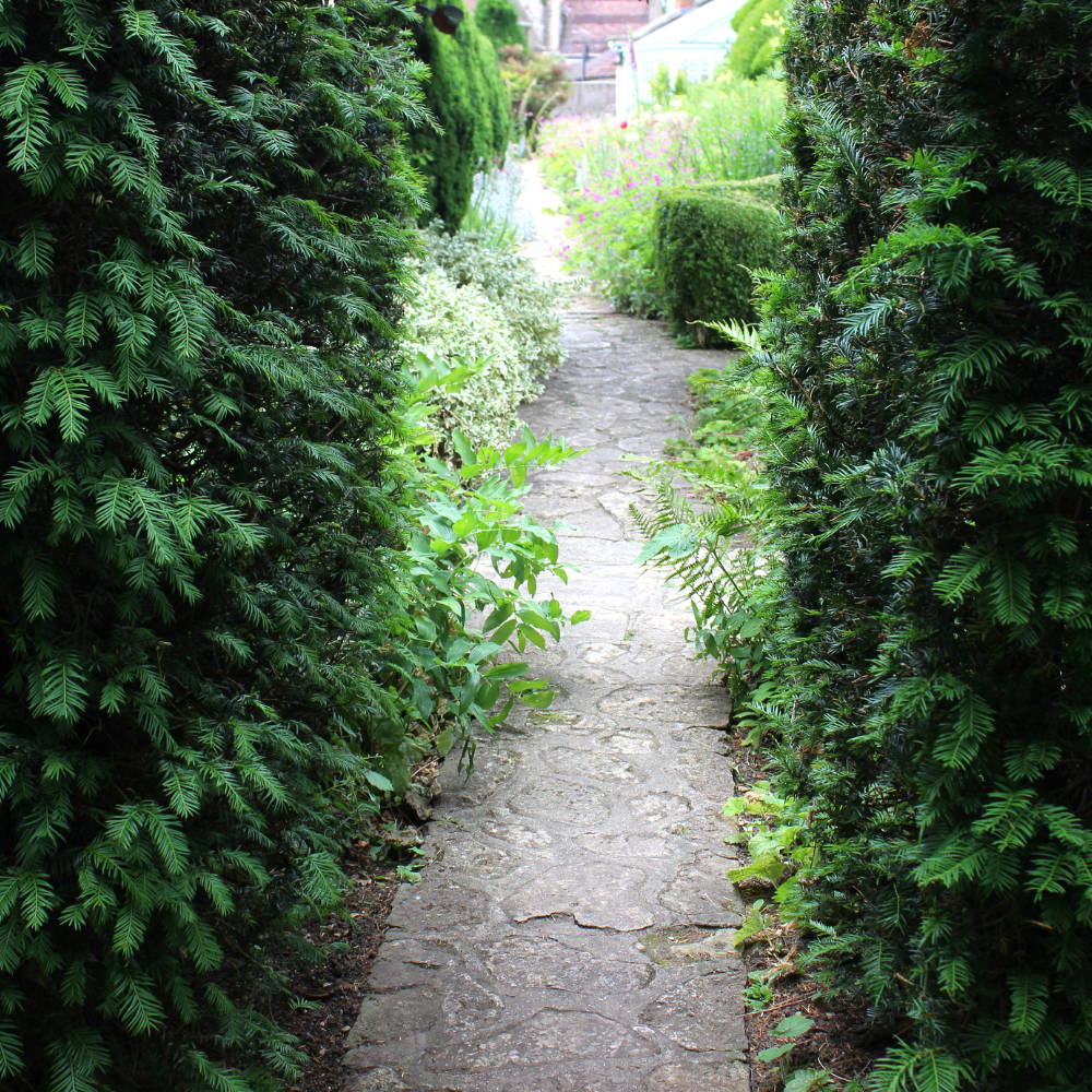 //www.everythinglandscaping.co.uk/cdn/shop/files/xEnglishYewHedge1_7c0a3b66-d559-4faa-972a-4828d2b8c7db.png?v=1770807722