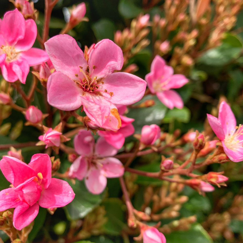 //www.everythinglandscaping.co.uk/cdn/shop/files/xEscalloniaPinkHedge1_4ce97fd0-fedf-4535-bd4b-4e625c002db7.png?v=1770806663