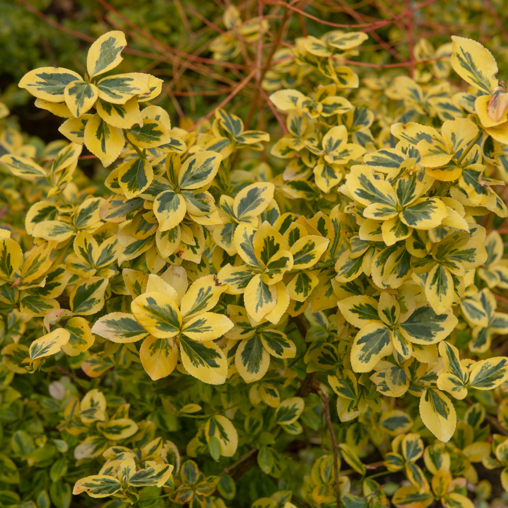 //www.everythinglandscaping.co.uk/cdn/shop/files/xEuonymusFortuneiEmeraldnGoldHedge1_e9f49eaa-9965-4dd4-bd64-f697cd4cca5f.png?v=1770806638