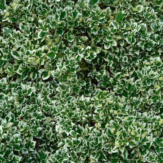 Euonymus fortunei 'Emerald Gaiety' Pot Grown 5L 30/40cm (x40) Multi-deal