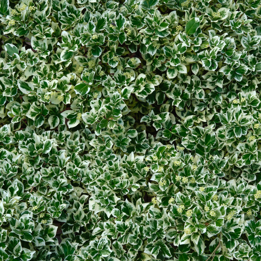 //www.everythinglandscaping.co.uk/cdn/shop/files/xEuonymusFortunei_Emerald_Gaiety_Hedge1_a2c8baa6-7ad2-47de-bc1e-6b4524e35555.png?v=1770804025
