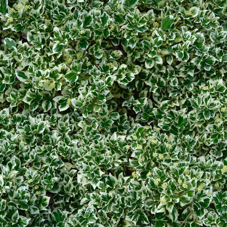 Euonymus fortunei 'Emerald Gaiety' Pot Grown 5L 30/40cm