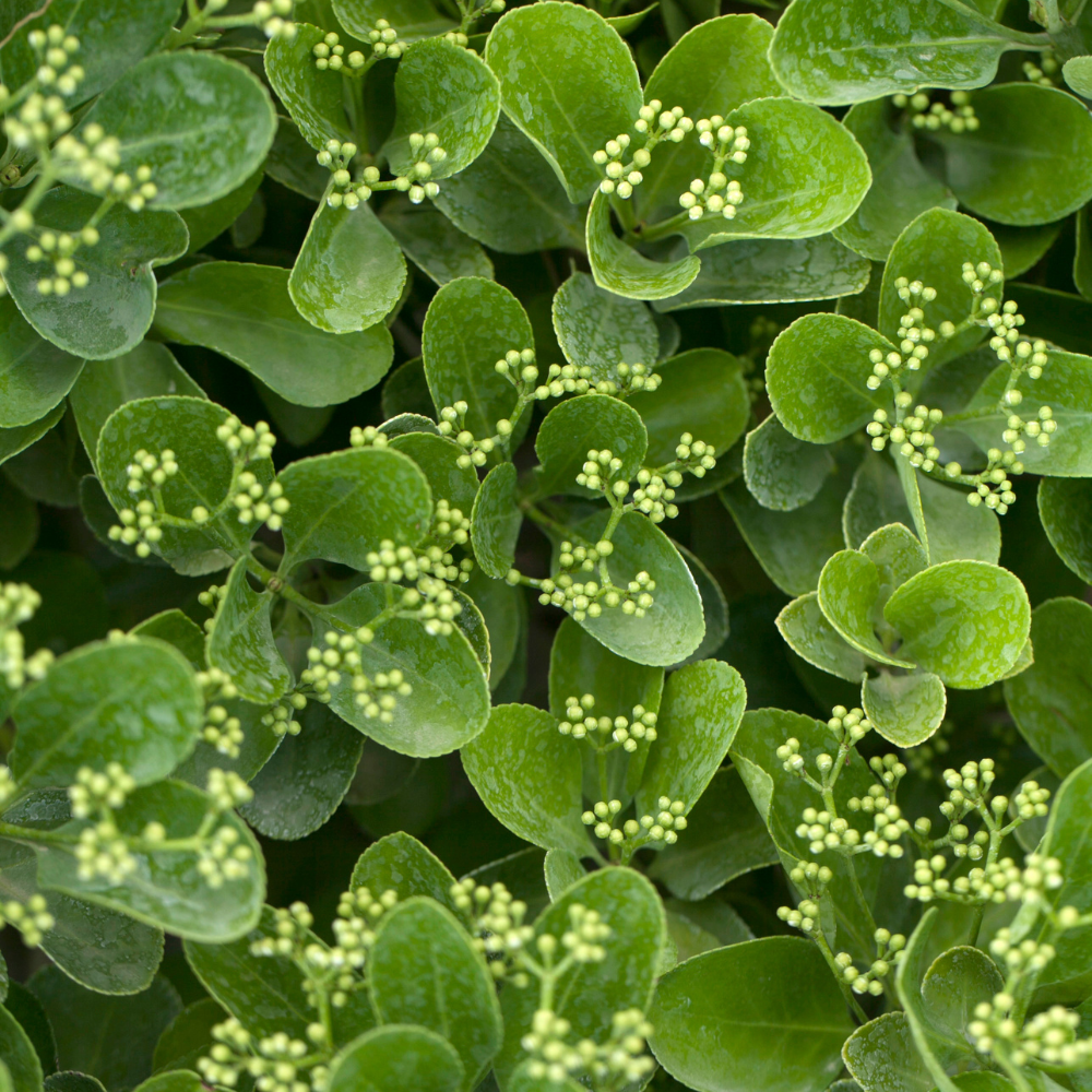 //www.everythinglandscaping.co.uk/cdn/shop/files/xEuonymusJaponicusJeanHuguesHedge1_e9eb9002-d1d1-4020-83da-f90d18c793de.png?v=1770806626
