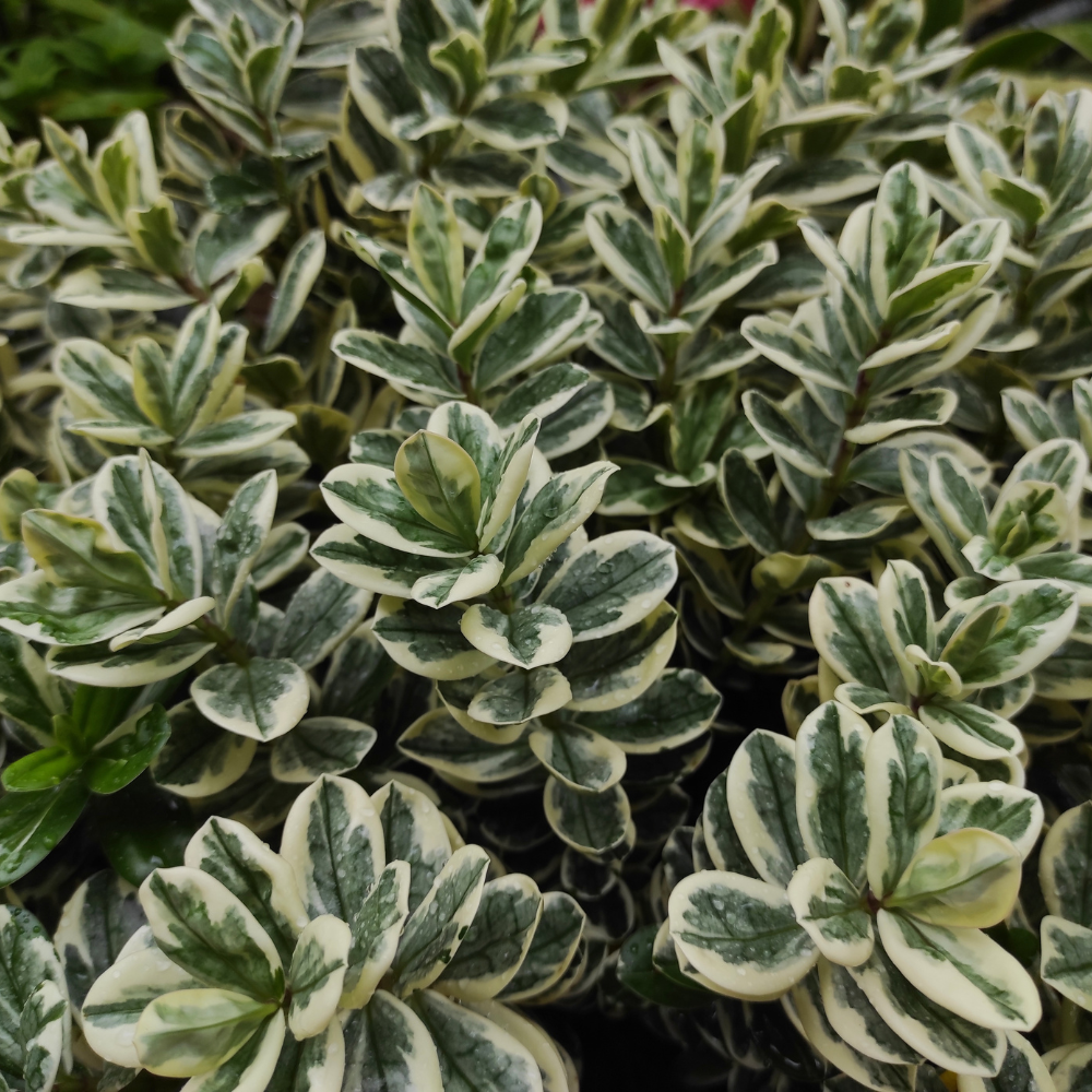 //www.everythinglandscaping.co.uk/cdn/shop/files/xEuonymusJaponicusKathyHedge1_bc20fa7a-b737-48b5-9314-b3f0f9c3424c.png?v=1770806615