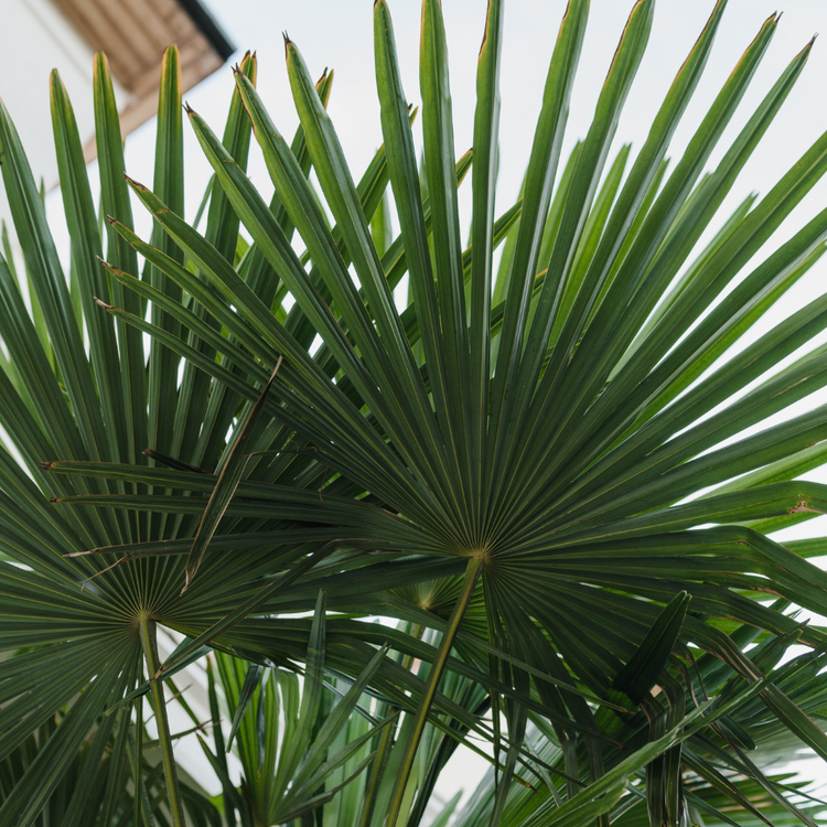 European Fan Palm Trees Pot Grown 90L 100/125cm