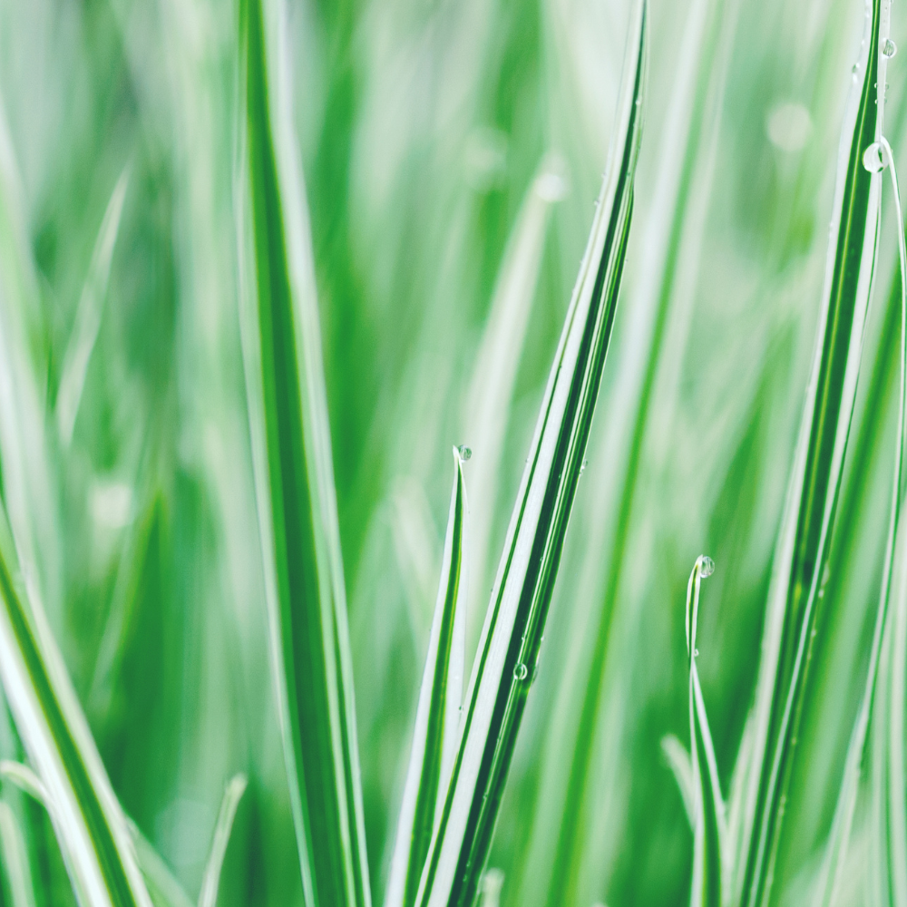 //www.everythinglandscaping.co.uk/cdn/shop/files/xEverestSedgeGrass1_01877e80-2b96-4bdb-a40f-899d0f5ca404.png?v=1770805033