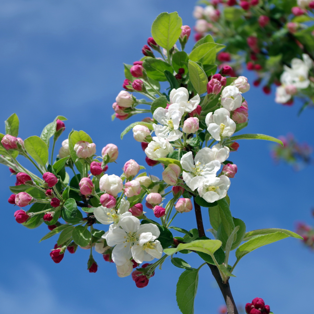 //www.everythinglandscaping.co.uk/cdn/shop/files/xEveresteCrabAppleTree1_12eb7f6c-2d35-40bd-8724-6dc752d36b6d.png?v=1770805429