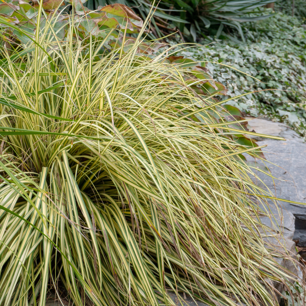 //www.everythinglandscaping.co.uk/cdn/shop/files/xEvergoldSedgeGrass1_8f737a82-050e-4072-aec8-711a245329b7.png?v=1770805028