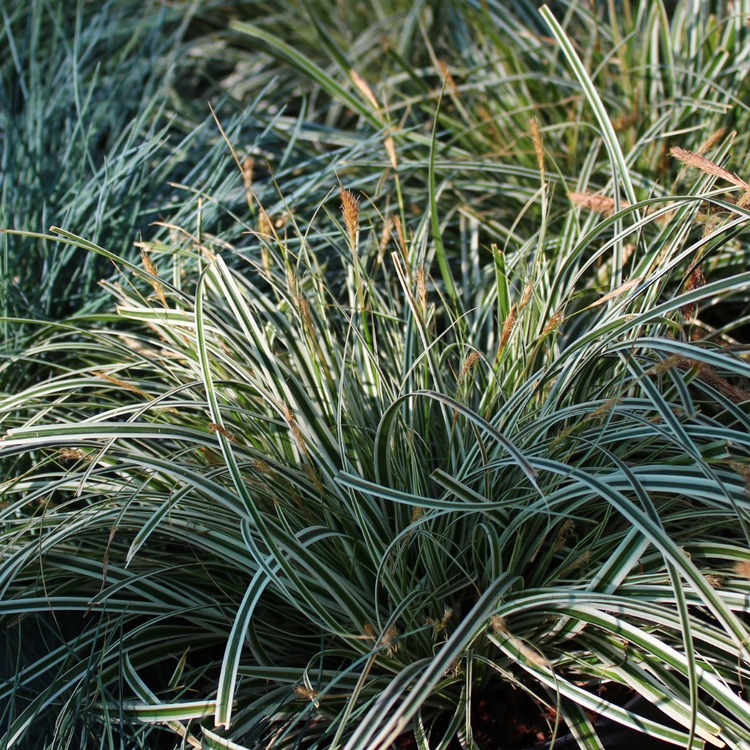 Evergreen Japanese Sedge Ornamental Grasses Pot Grown 2L