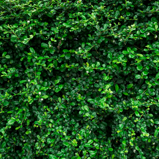 Evergreen Mixed Native Hedging Bare root 60/90cm (x50)
