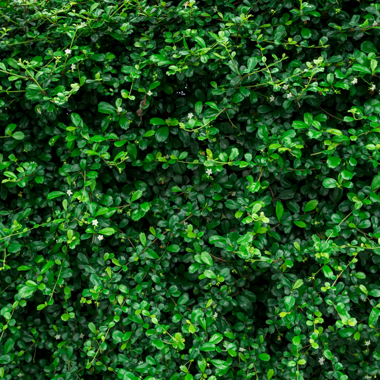 Evergreen Mixed Native Hedging Bare root 60/90cm (x500) Multi-deal