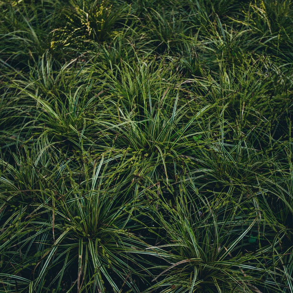 //www.everythinglandscaping.co.uk/cdn/shop/files/xEverilloSedgeGrass1_aec28a85-6e8d-4ba5-a8dd-4d0bd64b2be3.png?v=1770805019