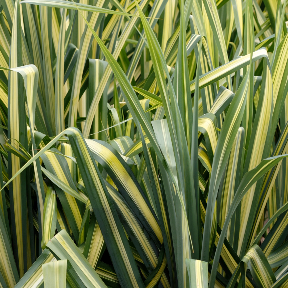 //www.everythinglandscaping.co.uk/cdn/shop/files/xEversheenSedgeGrass1_cfa1fb49-45f3-4f57-b385-4f6a56cc6430.png?v=1770805015