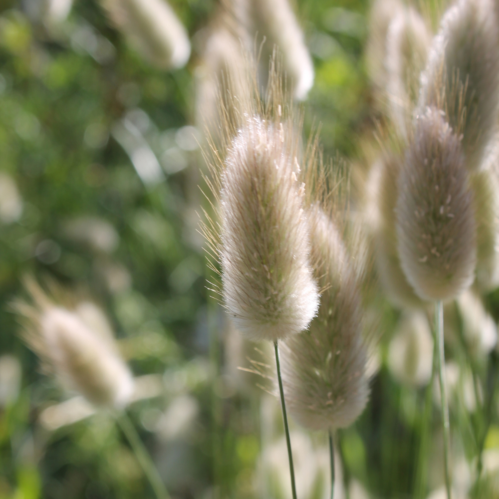 //www.everythinglandscaping.co.uk/cdn/shop/files/xFairyTailsGrass1_36d09a92-b7ed-4eed-bae6-8fdebba62130.png?v=1770804647