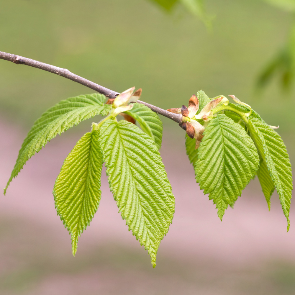 //www.everythinglandscaping.co.uk/cdn/shop/files/xFastigiateHornbeamTree1_3de85de5-2296-40da-a5ea-ce0dcbbdc147.png?v=1770803764