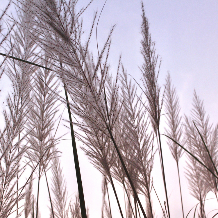 Feather Reed Ornamental Grasses Pot Grown 2L