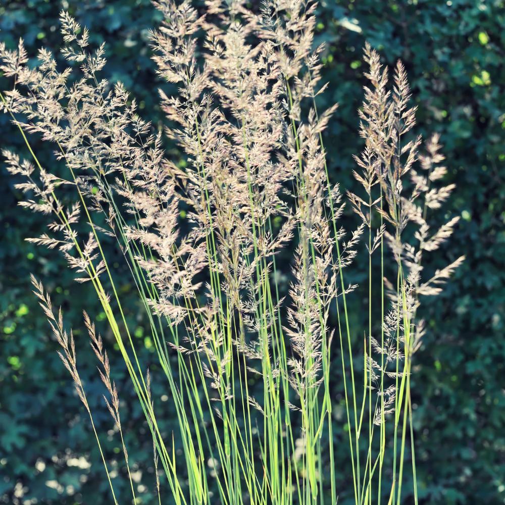 //www.everythinglandscaping.co.uk/cdn/shop/files/xFernerOstenGrass1_7597a530-90b1-46e2-8fc7-7f17ef07b364.png?v=1770804896