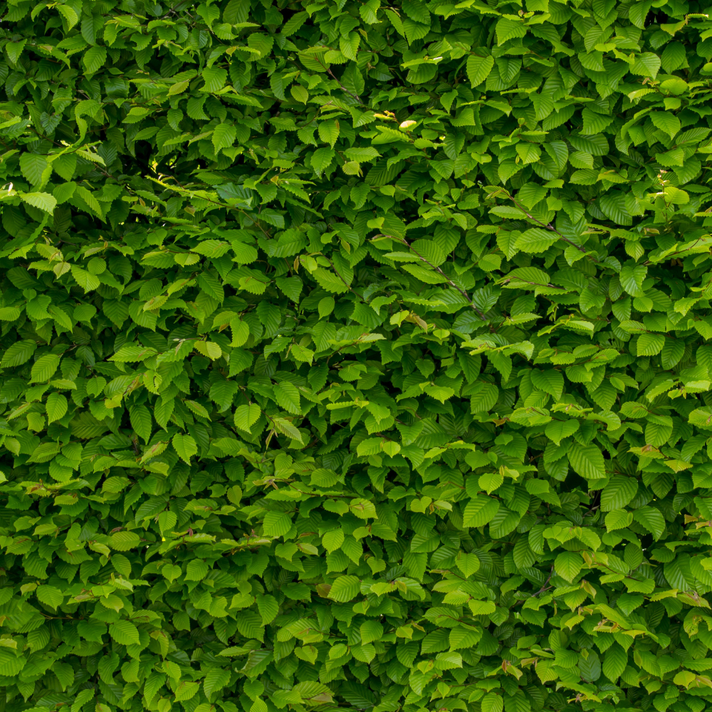 //www.everythinglandscaping.co.uk/cdn/shop/files/xFieldMapleHedge1_67887b90-7949-4e29-a2fa-dca815fa8432.png?v=1770806567