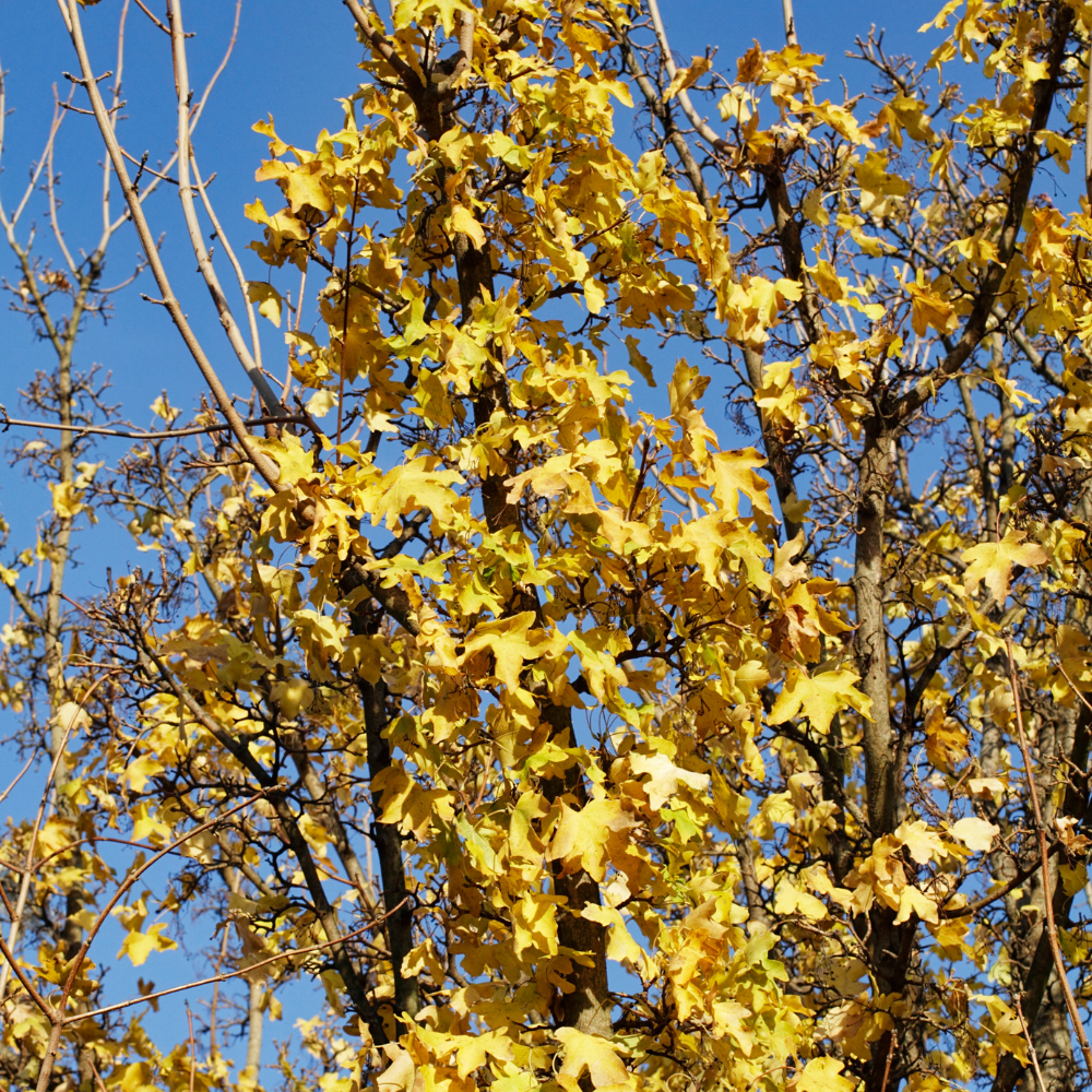 //www.everythinglandscaping.co.uk/cdn/shop/files/xFieldMapleOrnamentalTree1_d2dea33e-8792-4d36-b557-112f8108a131.png?v=1770804086