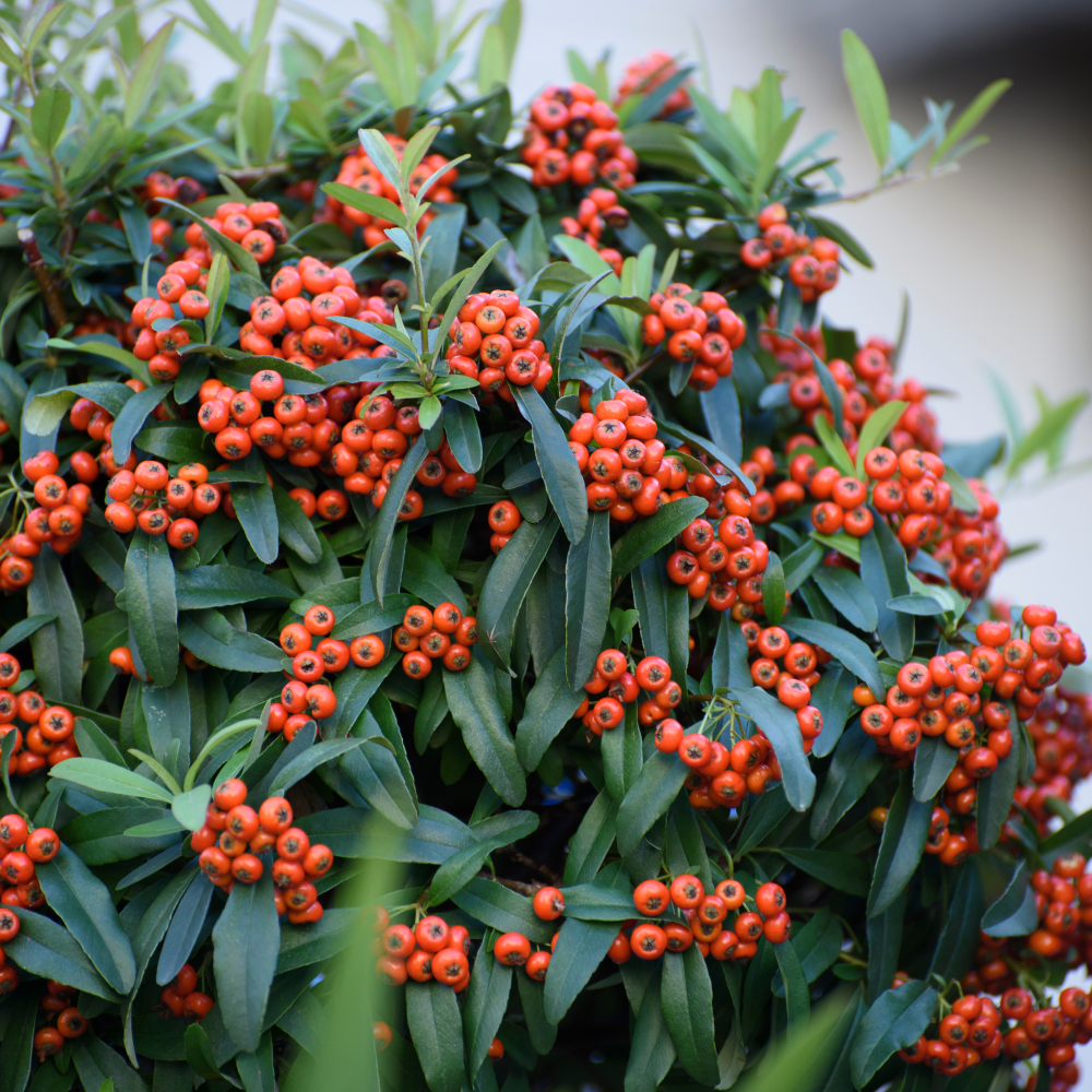 //www.everythinglandscaping.co.uk/cdn/shop/files/xFirethornRedColumnHedge1_c8c72cdf-57f5-4f0a-a675-871f2ba7c679.png?v=1770803625