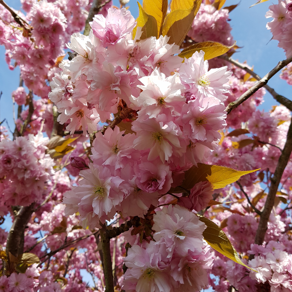 //www.everythinglandscaping.co.uk/cdn/shop/files/xFlagpoleCherryTree1_a8e97a1d-7478-4f02-b852-9d19b94dccf7.png?v=1770804170