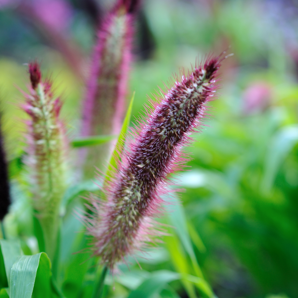 //www.everythinglandscaping.co.uk/cdn/shop/files/xFlamingoGrasses1_a829e8ff-bb0b-448f-a09d-a195c13f6331.png?v=1770804641