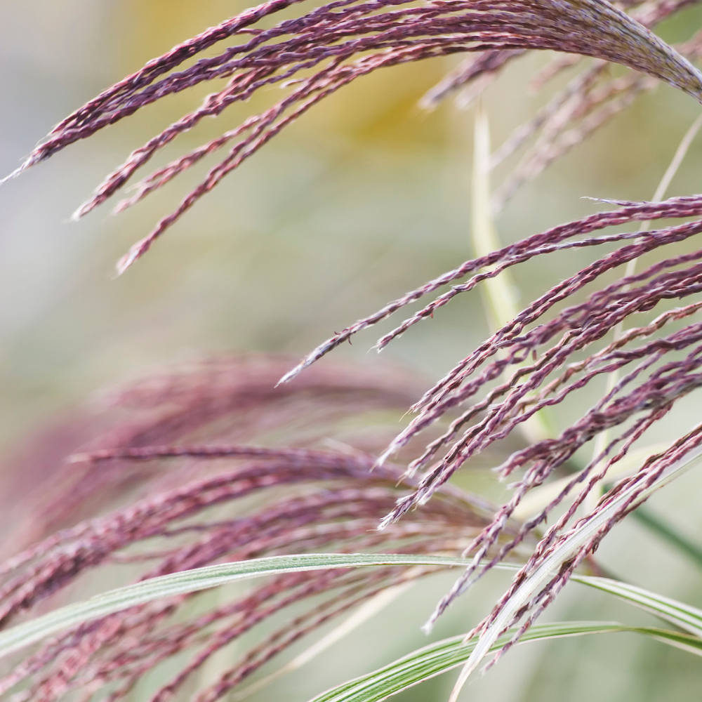 //www.everythinglandscaping.co.uk/cdn/shop/files/xFlamingoMaidenGrasses1_340b2525-092f-44c3-924b-ba0c5b949efe.png?v=1770804891