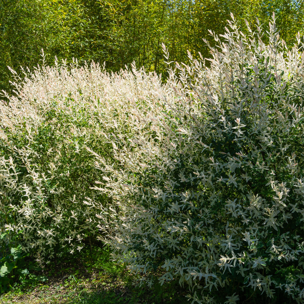 //www.everythinglandscaping.co.uk/cdn/shop/files/xFlamingoWillowTree1_b36c3e3c-bfc7-4007-83db-6ce370ebc5a9.png?v=1770803799