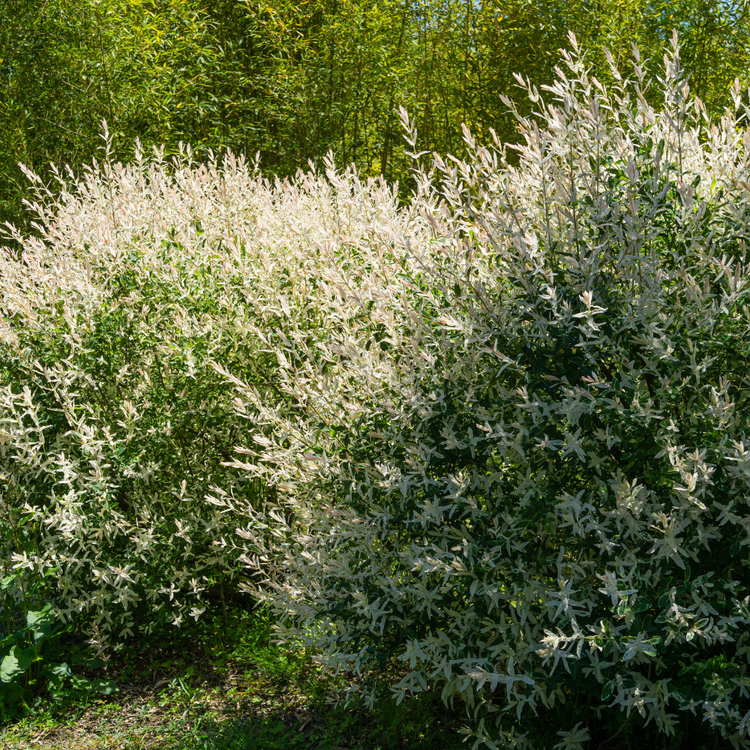 Flamingo Willow Ornamental Tree Pot Grown 10L 180 Stem