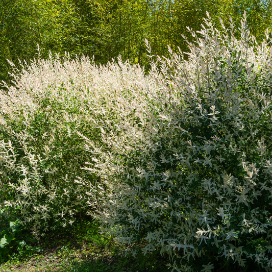 Flamingo Willow Ornamental Tree Pot Grown 7.5L 120 Stem